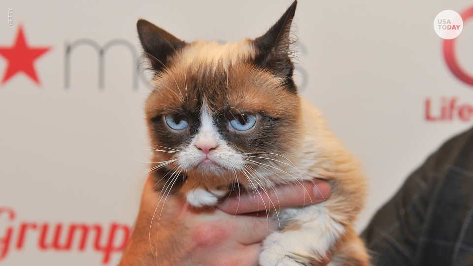 Internet sensation Grumpy Cat died at age 7 in May 2019.