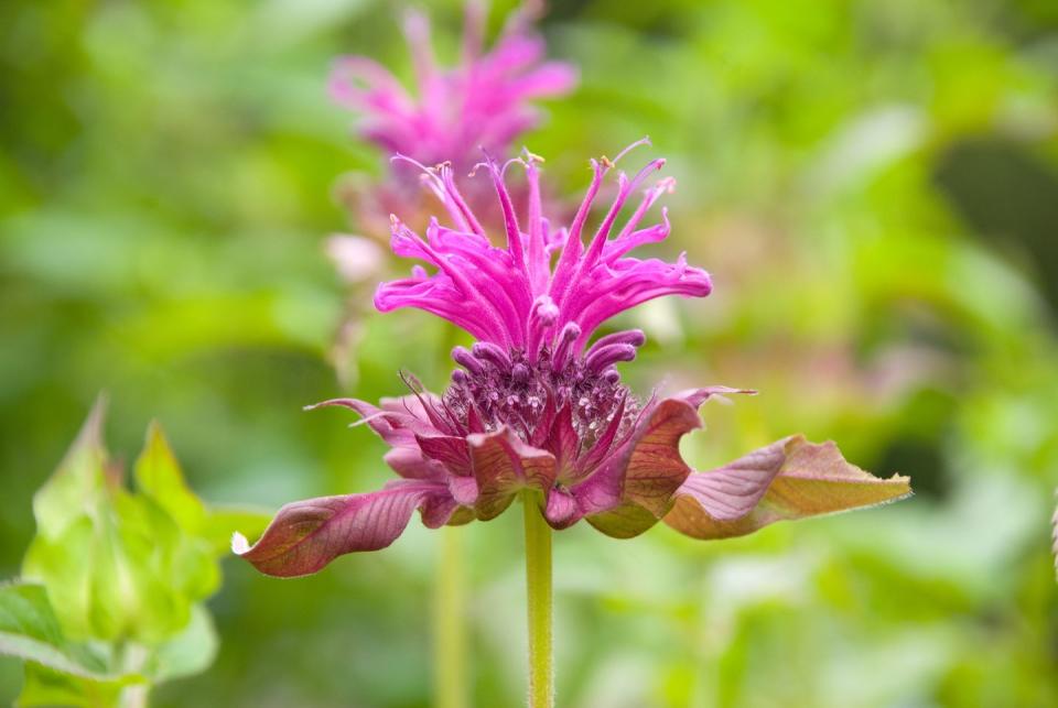 Bee Balm