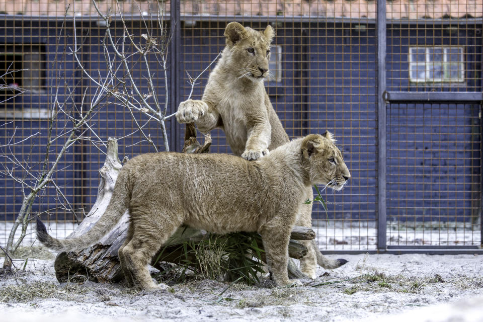 Terez and Masoud are seen playing inside their enclosure at their new home at the FELIDA Big Cat Centre after being rescued from Razgrad Zoo in Bulgaria on March 27, 2018. Terez and Masoud were inbred, sick and malnourished. Now Terez and Masoud have a new home and a future thanks to the efforts of Four Paws International, which fought hard when their transfer to the Netherlands was blocked by Bulgarian authorities. Thanks to the efforts of many supporters and the action of Bulgaria’s prime minister, Terez and Masoud are today in a safe place being well cared for. (Photo: Omar Havana / Four Paws)