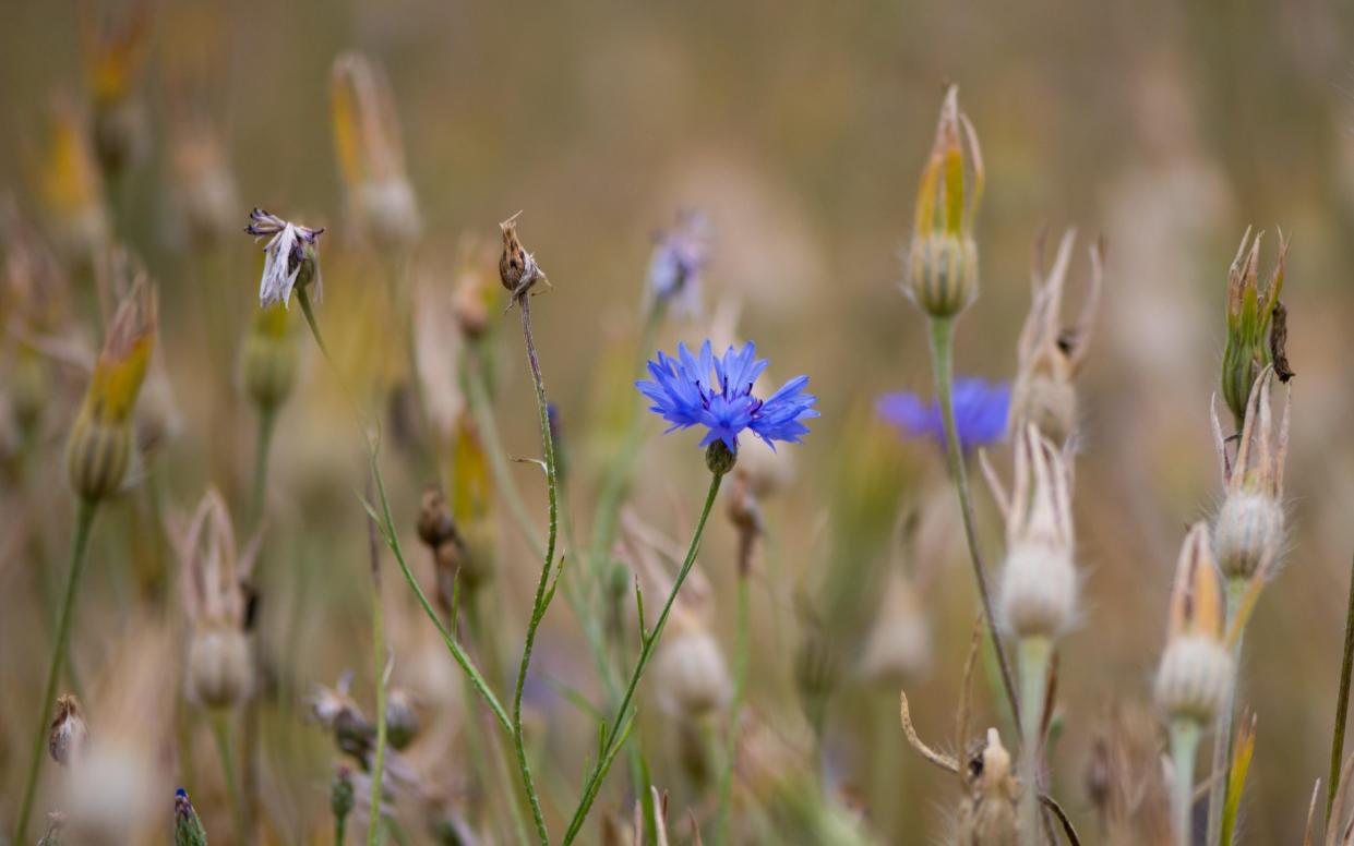 Experiment and see what comes up: Electric blue cornflowers look glorious as part of a wild flower mix