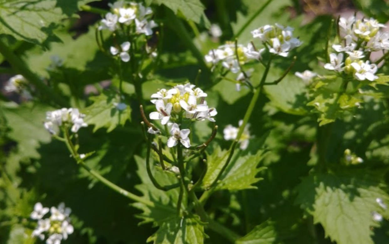 An aggressive forest invader is popping up in Ontario. Eating it can help