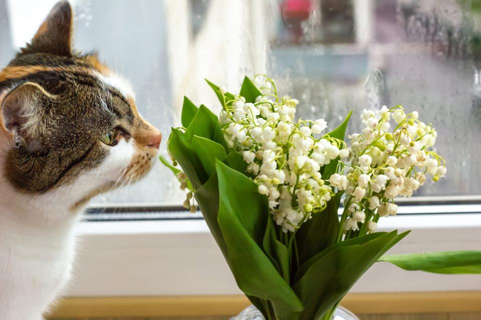 Calico cat sniffs bouquet of flowers