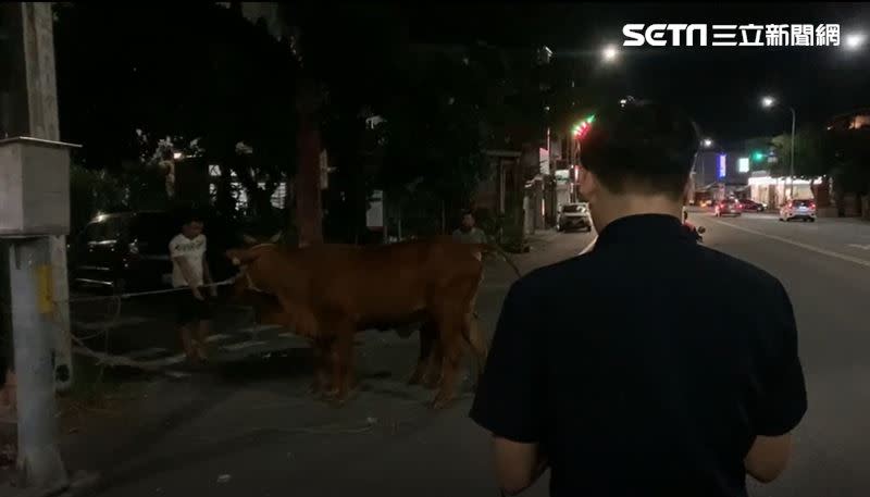 台東警方深夜獲報有2頭牛在中興路橋上閒晃，趕緊逐一清查養牛戶是否走失牛隻。（圖／記者王浩原攝影）