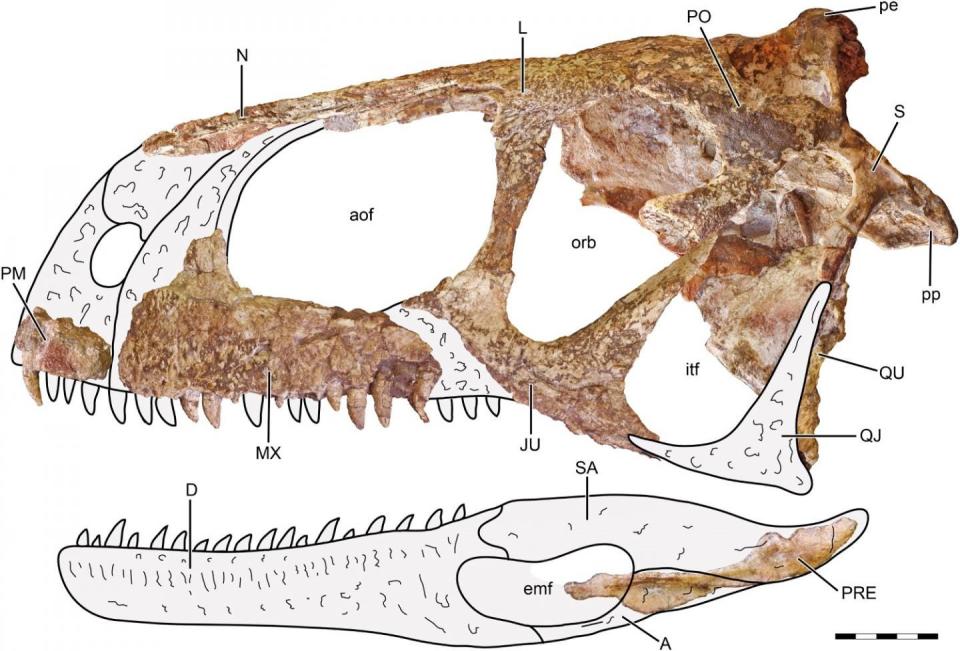 The well-preserved skull of the dinosaur was discovered in Argentina.