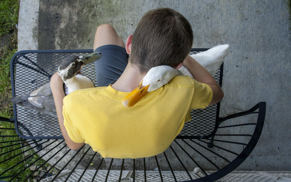 In this Thursday, Aug. 2, 2018 photo, Dylan Dyke, a 12-year-old Michigan boy with autism, spends time with his ducks, Nibbles, left, and Bill, outside his Georgetown Township, Mich. home. New guidelines will allow Dyke to keep his ducks, which are his emotional support animals. Georgetown Township officials had issued a nuisance order to Mark and Jennifer Dyke after receiving multiple complaints from neighbors about their son Dylan's ducks straying from their property. An ordinance variance approved Wednesday night, Sept. 26 includes guidelines, including specifics on the ducks' coop. (Cory Morse/The Grand Rapids Press via AP)