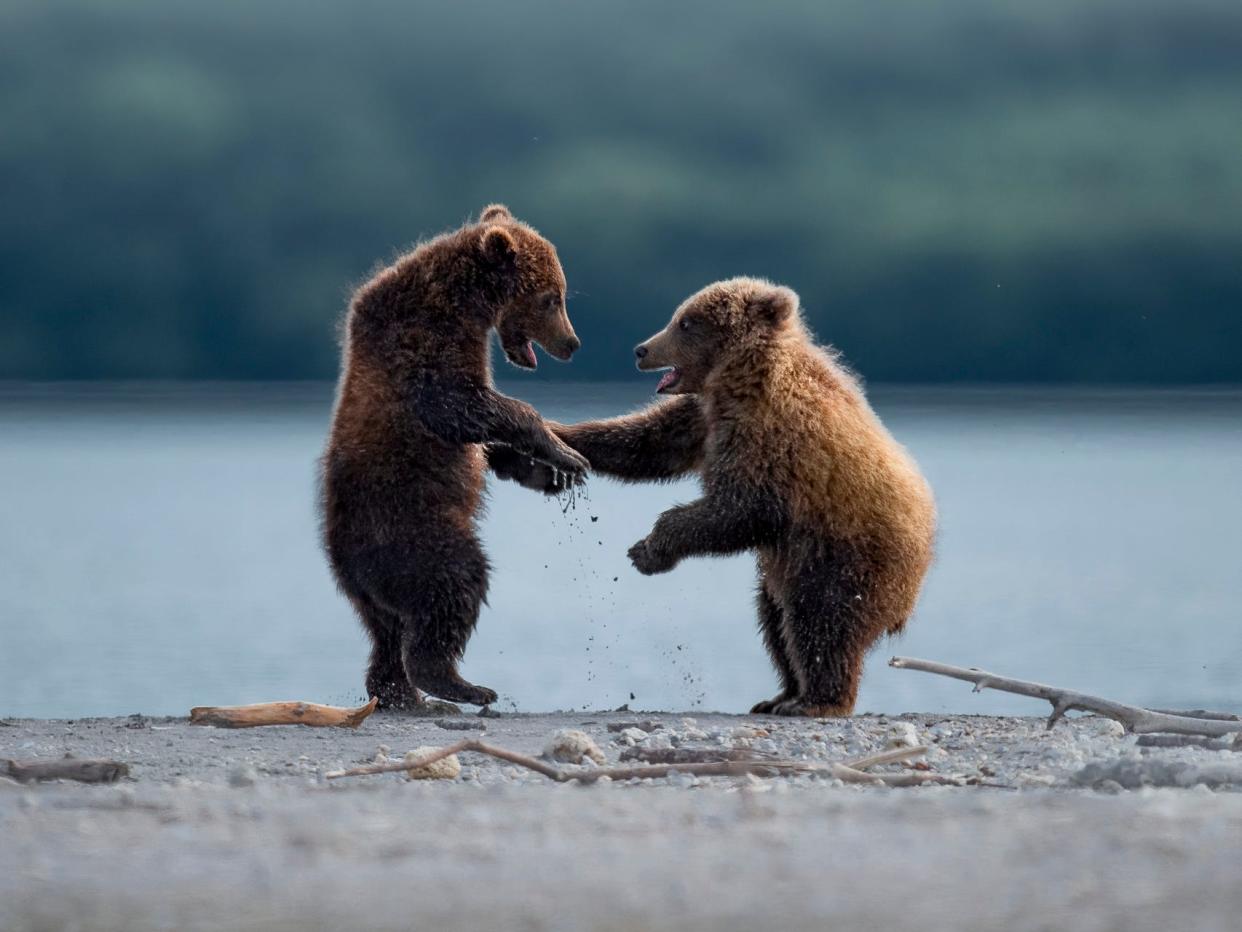 "Teddy Buddies" by Thomas Vijayan