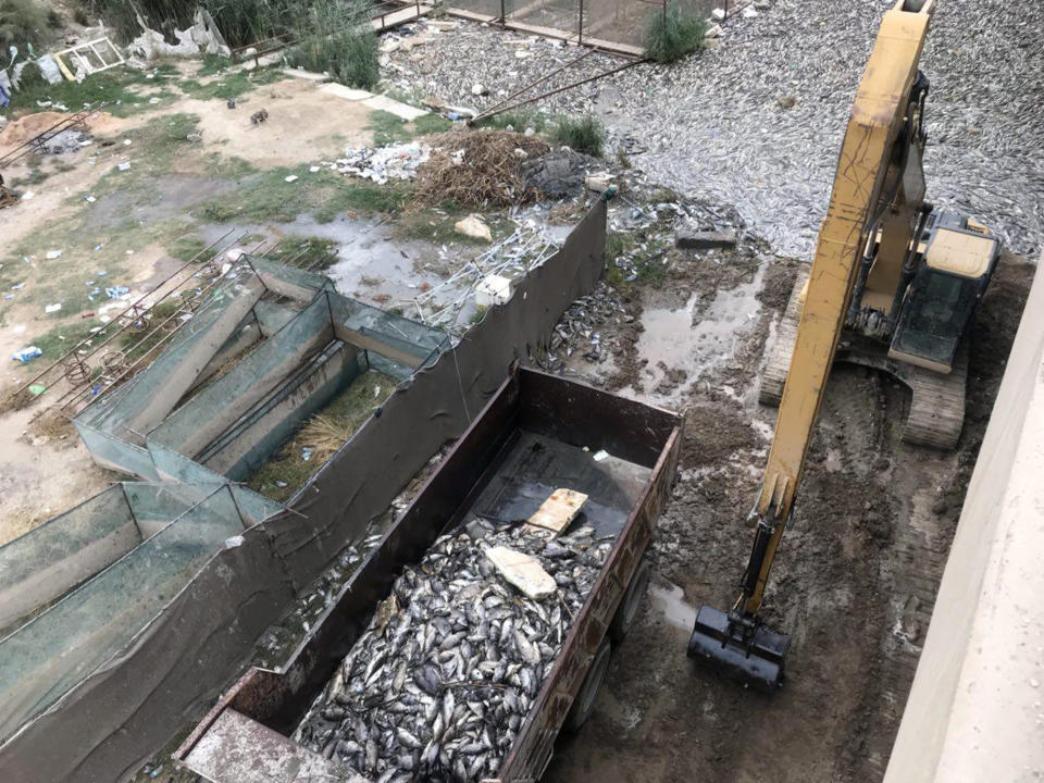 In this Saturday, Nov. 3, 2018 photo, Government employees collect dead carp from the Euphrates River, near the town of Hindiyah, 80 kilometers (50 miles) south of Baghdad, Iraq. Officials and fishermen are at a loss to explain how hundreds of tons of carp have suddenly died in fish farms in the Euphrates River, fueling anxieties about soaring water pollution. Local authorities used excavators to skim dead fish from the river surface, where residents and local farmers have long complained about substandard water management. (AP Photo/Ali Abdul Hassan)