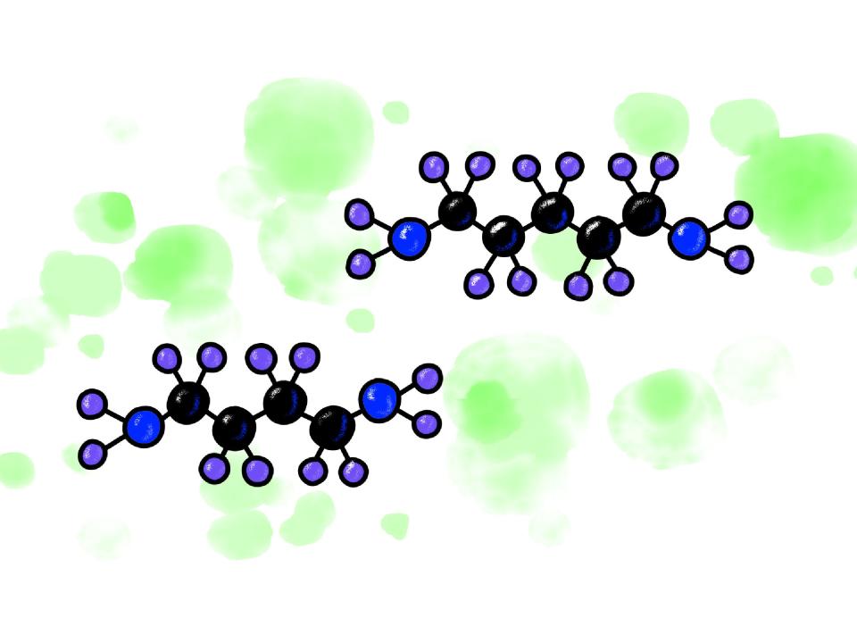illustration of the chemical structures putrescine and cadaverine, surrounded by green fumes