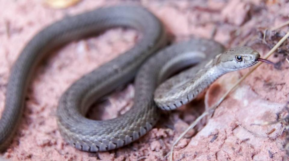 The Western terrestrial garter snake spends a lot of time in water.