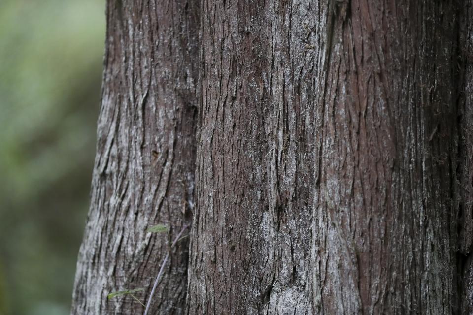 Bark on a dead western red cedar at Magness Memorial Tree Farm in Sherwood, Ore., Wednesday, Oct. 11, 2023. Iconic red cedars — known as the "Tree of Life' — and other tree species in the Pacific Northwest have been dying because of climate-induced drought, researchers say. (AP Photo/Amanda Loman)