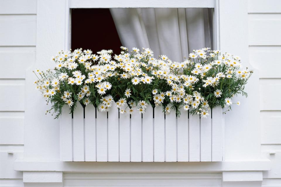 window box of small white daisies