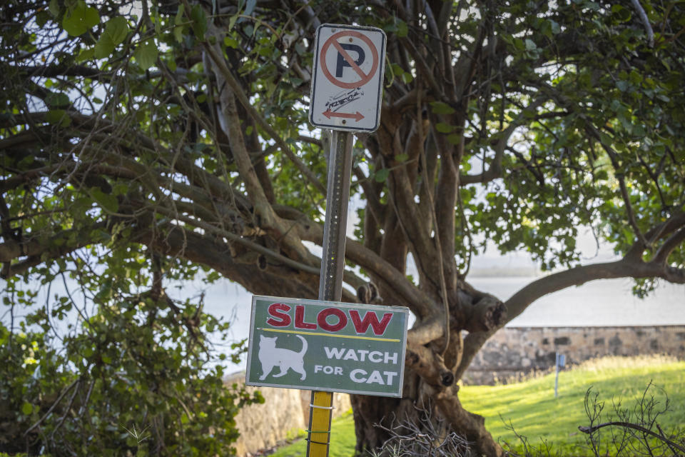 A sign alerts drivers to slow down because of cats in the area in Old San Juan, Puerto Rico, Wednesday, Nov. 2, 2022. The cat population has grown so much that the U.S. National Park Service is seeking to implement a "free-ranging cat management plan" that considers options including removal of the animals, outraging many who worry they will be killed. (AP Photo/Alejandro Granadillo)