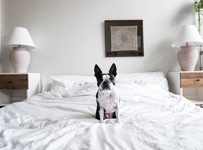 Should You Let Your Dog Sleep with You? 7 Benefits to Consider