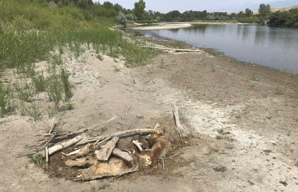 The remains of a grizzly bear lay along the bank of the Yellowstone River, near the town of Emigrant.  