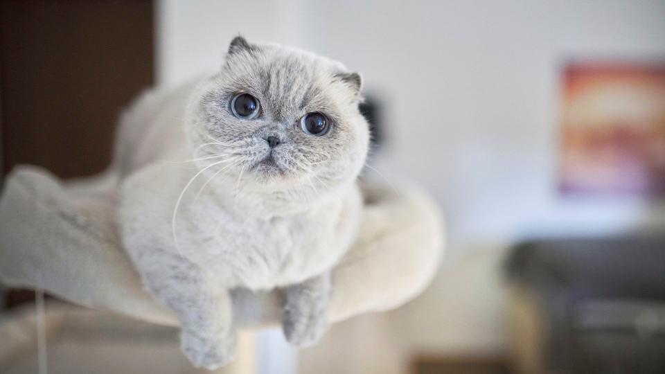 Scottish fold