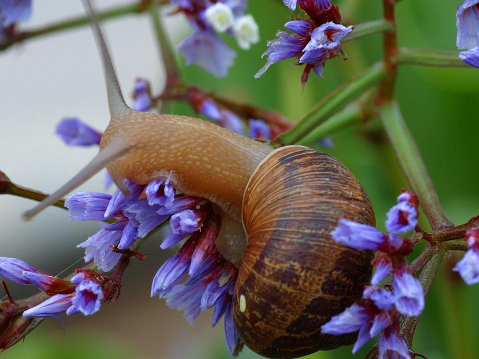 散斑角蝸牛 <em>Cornu aspersum</em>。（圖／Wiki）