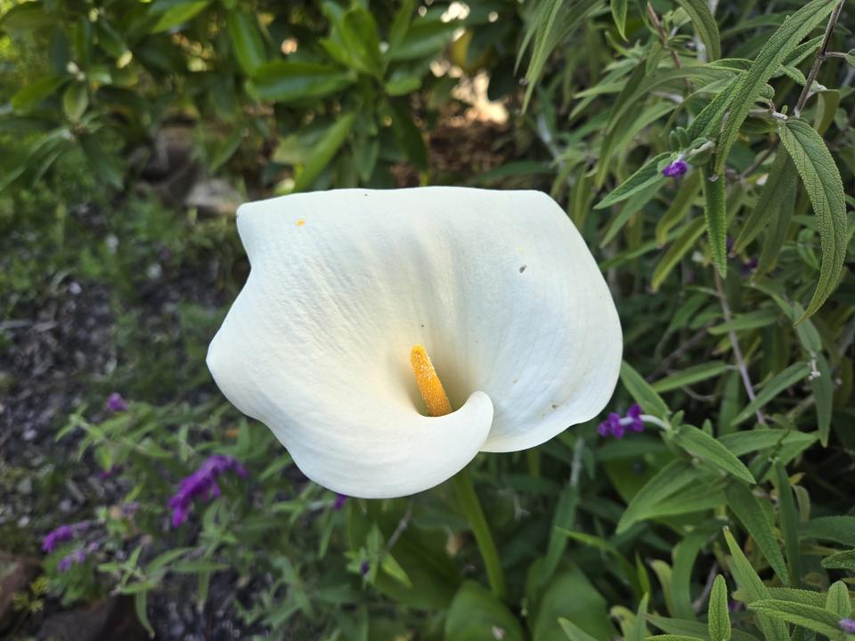 flower photos in iphone 15 vs galaxy s24 camera faceoff