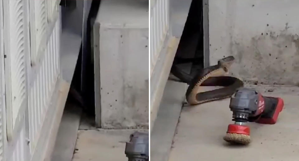 The eastern brown snake being prodded by the stick and attacking the power tool. 