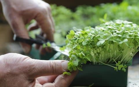 Cutting micro-greens - Credit: Jason Ingrams