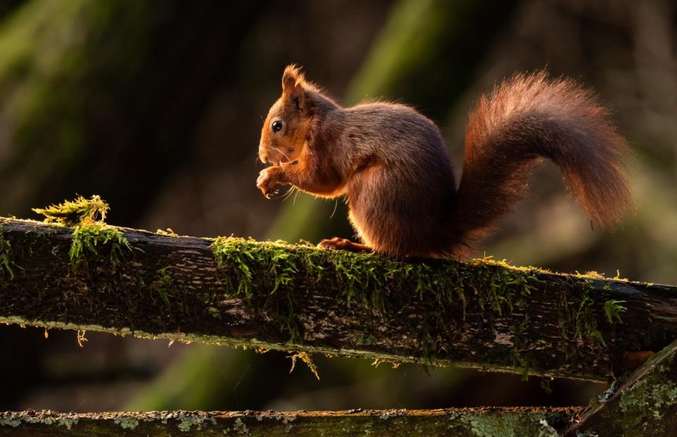 A red squirrel has been freed after it became trapped in a Greggs store in Pitlochry (Danny Lawson/PA) (PA Archive)