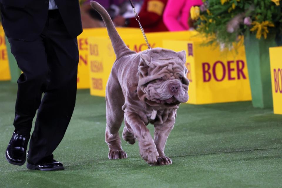TARRYTOWN, NEW YORK - JUNE 22: A Neapolitan Mastiff competes Working group judging event during the annual Westminster Kennel Club dog show at the Lyndhurst Estate on June 21, 2022 in Tarrytown, New York. The 146th Annual Westminster Kennel Club Dog show will feature over 3,500 dogs with over 200 breeds competing in three different competitions. The Best in Show dog will be announced at the conclusion of the event on Wednesday night. (Photo by Michael M. Santiago/Getty Images)