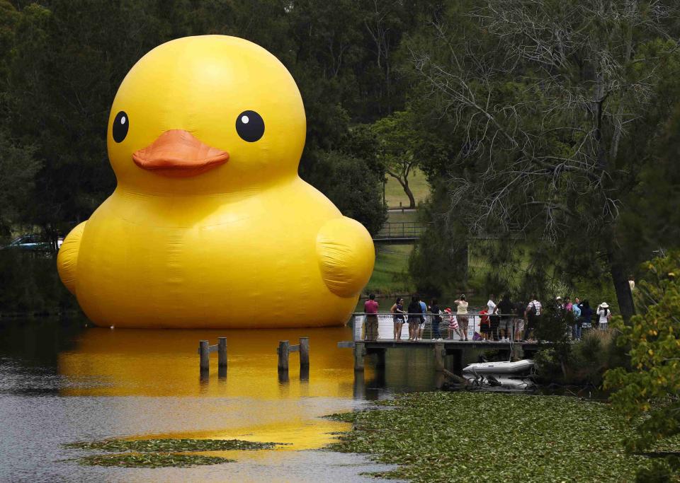 The giant inflatable Rubber Duck installation by Dutch artist Florentijn Hofman floats on the Parramatta River, as part of the 2014 Sydney Festival, in Western Sydney January 10, 2014. The creation is five stories tall and five stories wide and has been seen floating in various cities around the world since 2007. REUTERS/Jason Reed (AUSTRALIA - Tags: SOCIETY)