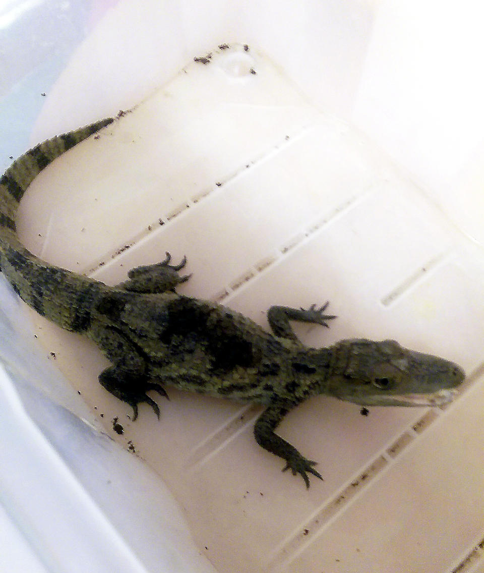 <em>The reptile was later retrieved and passed to the RSPCA (Pictures: SWNS)</em>