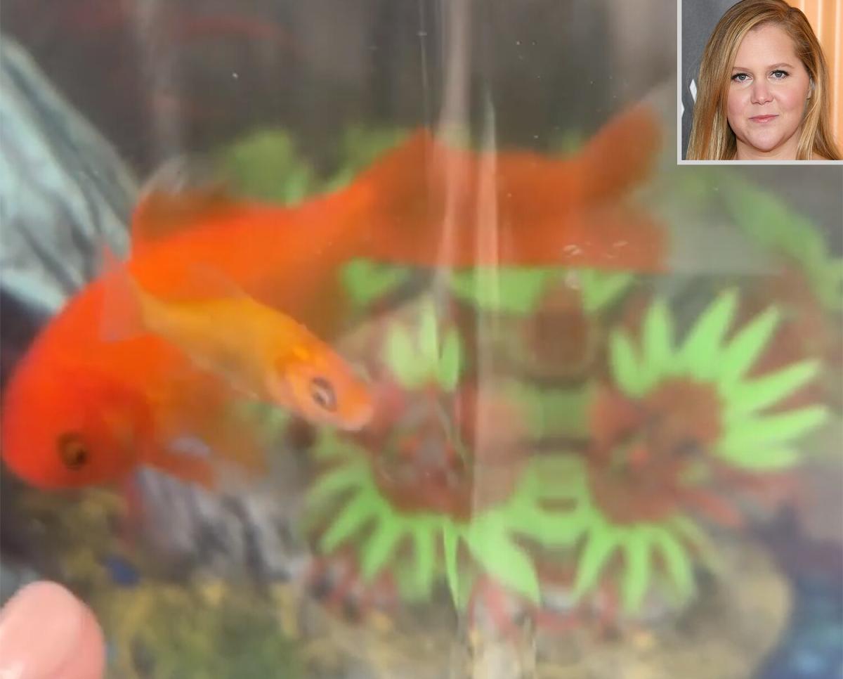 Amy Schumer Introduces New Pet Fish Named After Goldie Hawn and Below Deck  's Captain Sandy