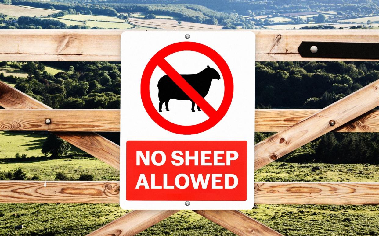 dartmoor sheep