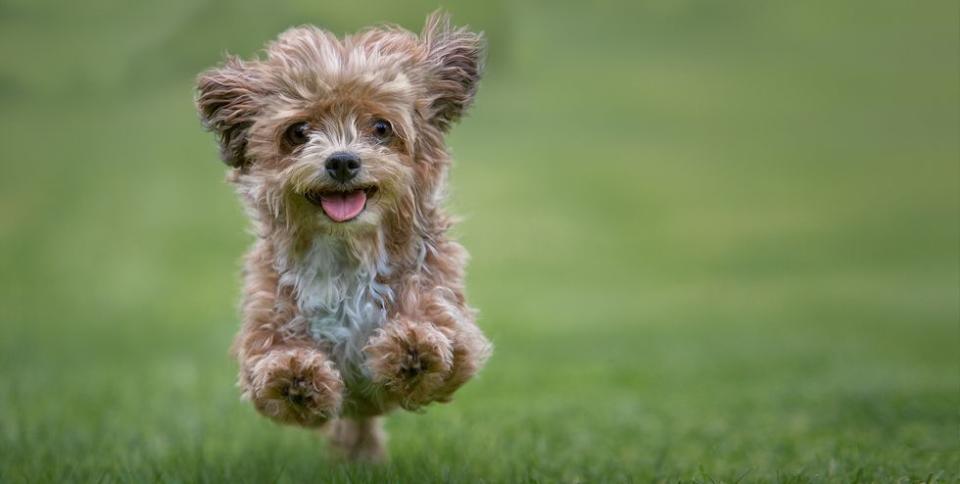 Adopt One of These 20 Types of Hypoallergenic Dogs for Endless Cuddles