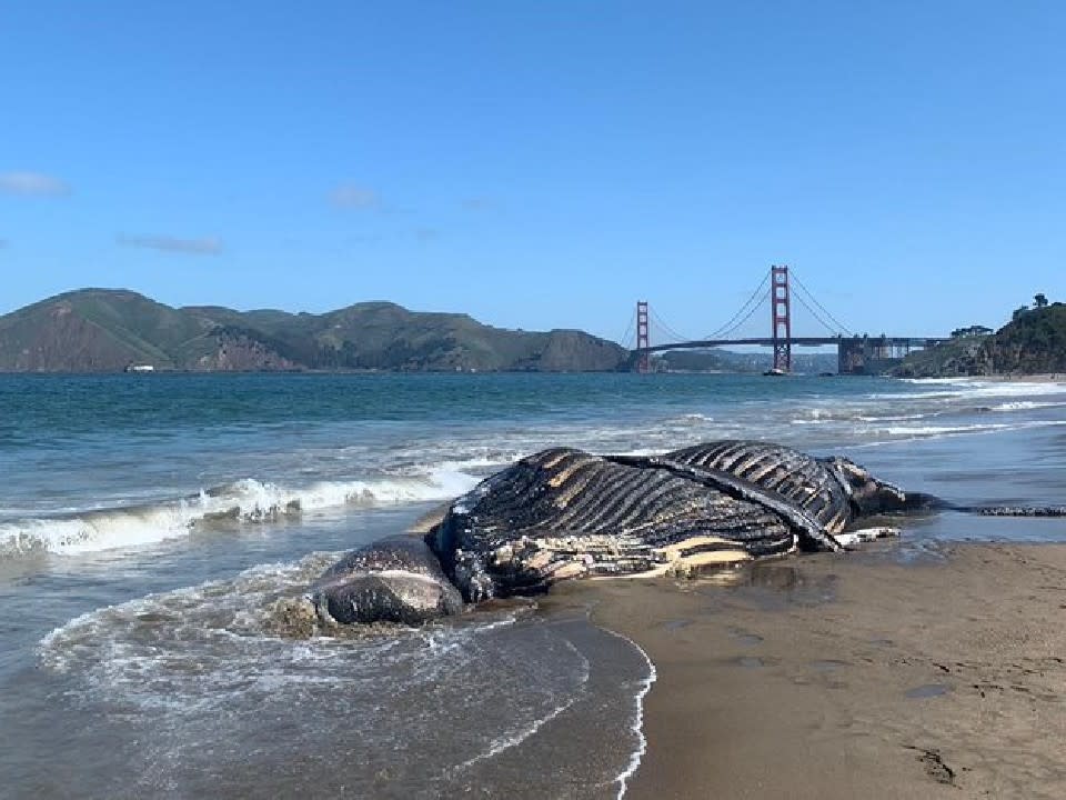 <p>Photo: The Marine Mammal Center/Twitter</p>