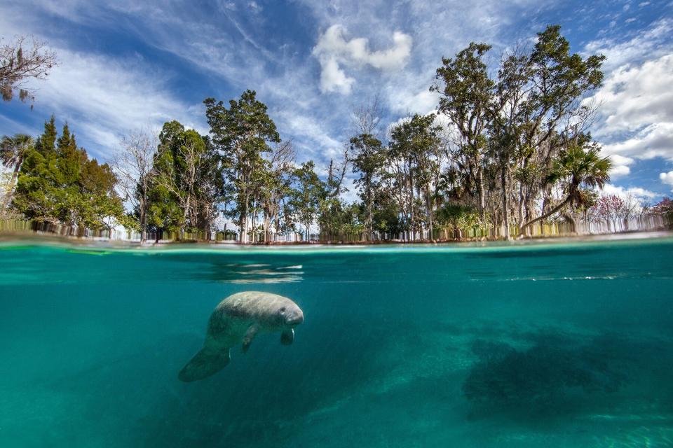 Split image of baby Florida Manatee (West Indian Manatee) at Three Sisters Springs, Crystal River.