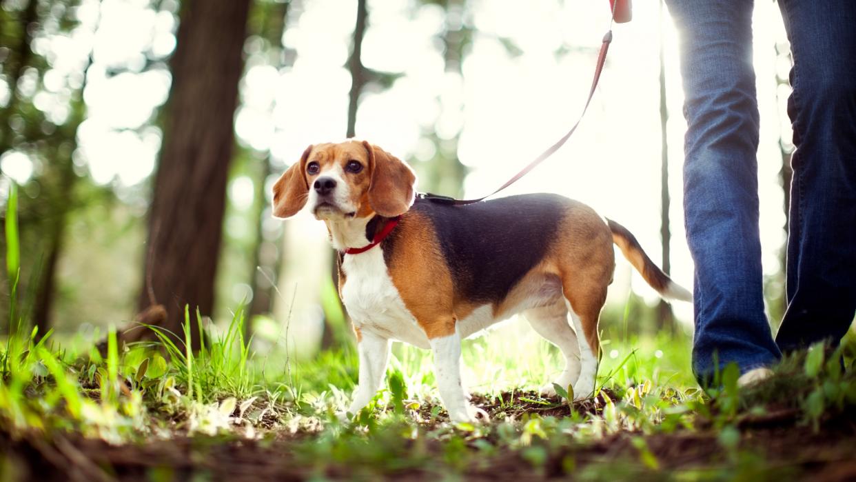  Beagle on a walk in forest 