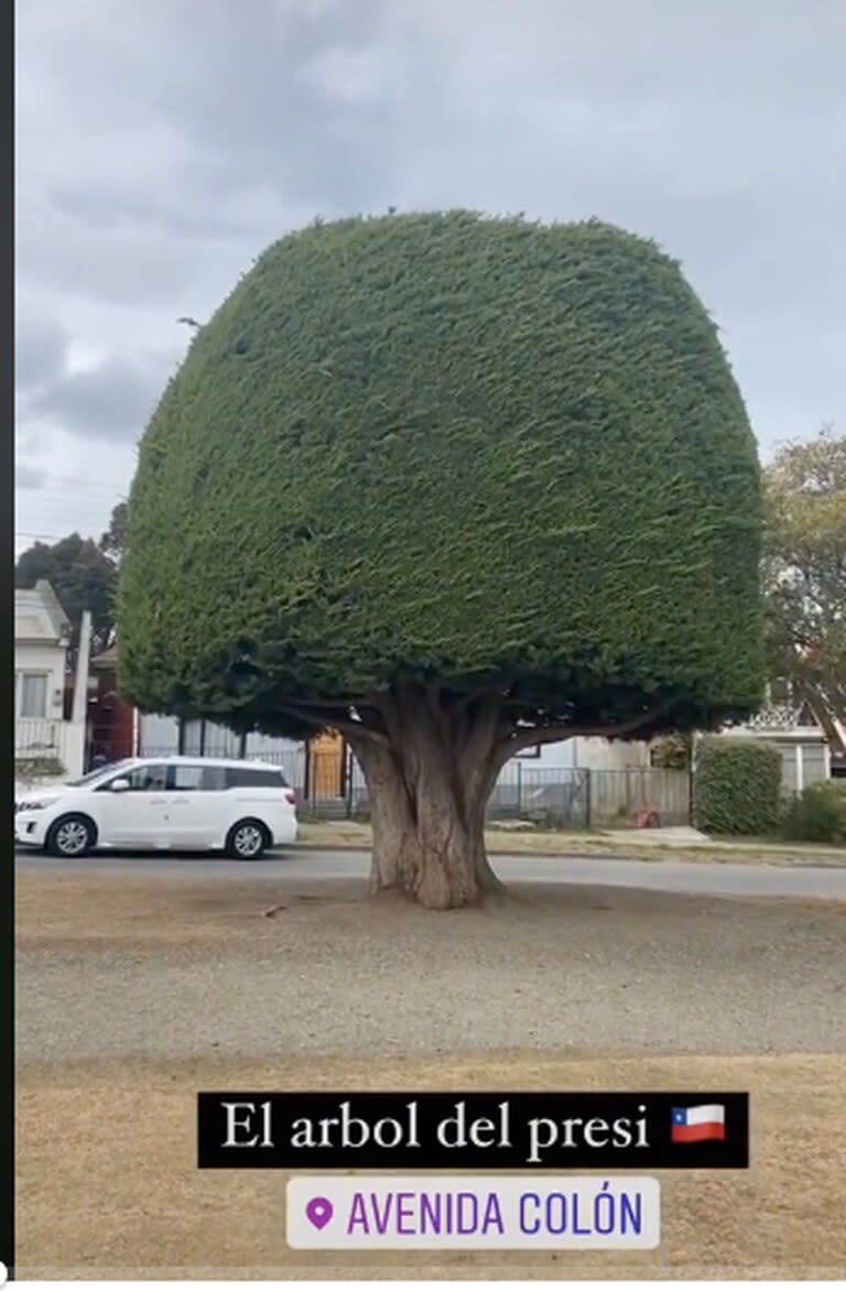 El árbol del presidente