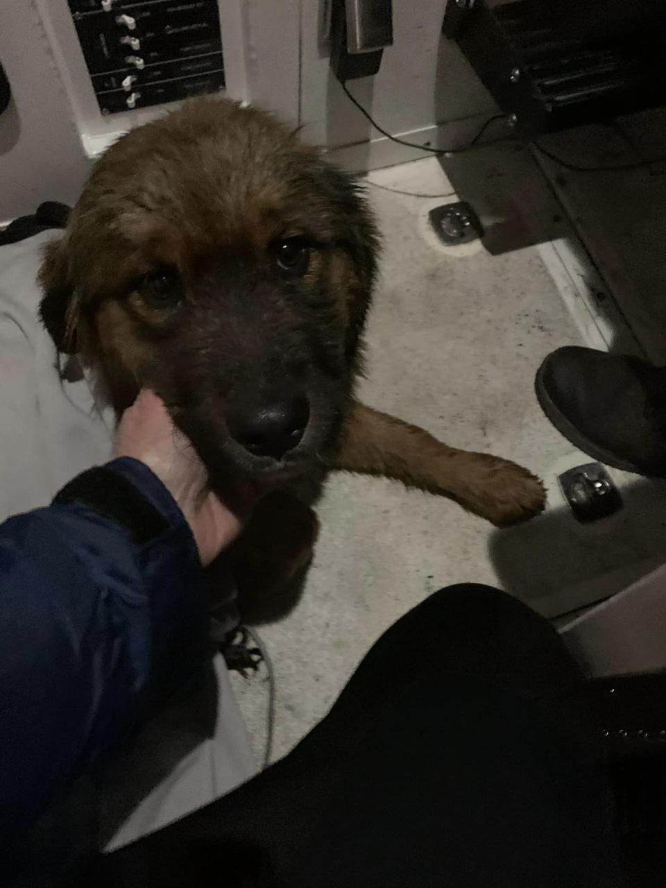 Bear got out of his collar when something spooked him on Saturday, ran 30 blocks and jumped in the Hudson River. / Credit: Edgewater Fire Department