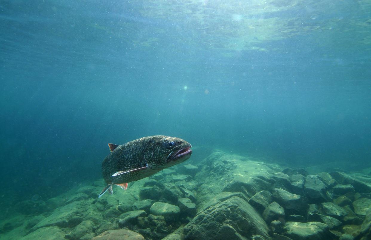 This Sept. 12, 2018 photo provided by the Great Lakes Fishery Commission shows a lake trout swimming off Isle Royale, Mich., in Lake Superior.