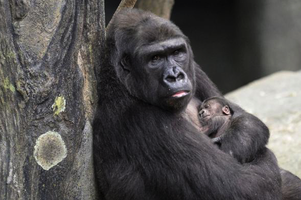 Colo was America's oldest gorilla (Picture: REX)