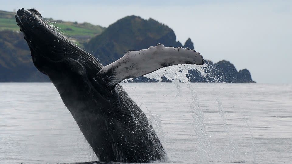 The whale hunting industry declined over roughly a century. - Pedro Madruga/Visit Azores