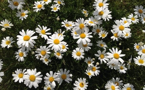 Oxeye daisies are natural and colourful - Credit: Trevor Dines/Plantlife