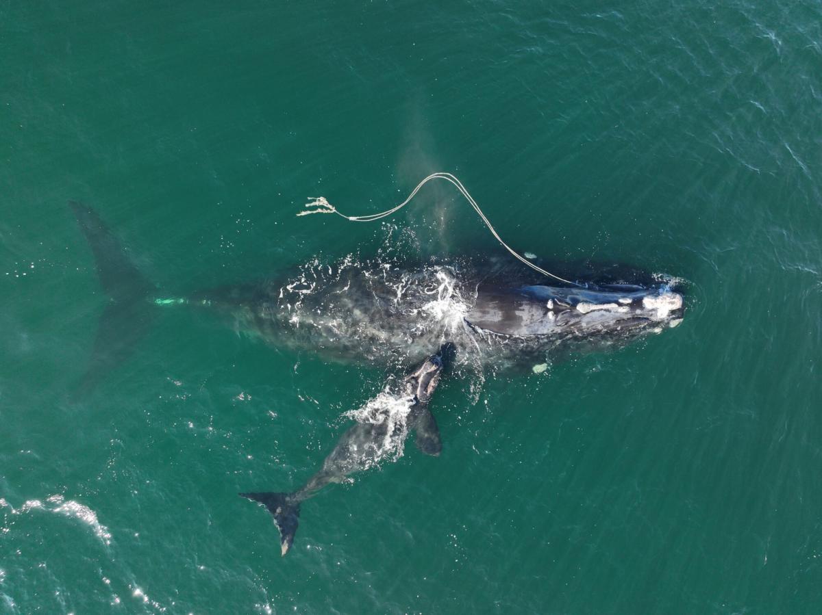 Endangered Whale Gives Birth While Entangled in Rope off Georgia Coast