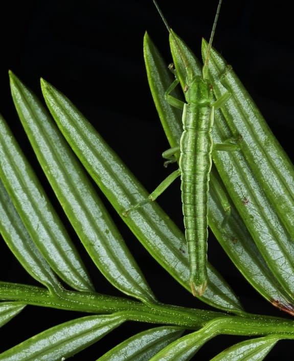 The stick insect <i>Timema poppensis</i> moves into camouflage position on a redwood tree (<i>Sequoia sempervirens</i>) in the winning image in the 2013 BMC Ecology photography contest.