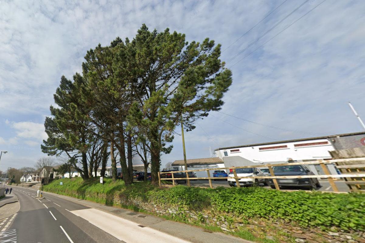 Penryn Rugby Club want to remove the Monterey Pines outside their club. <i>(Image: Google Streetview)</i>