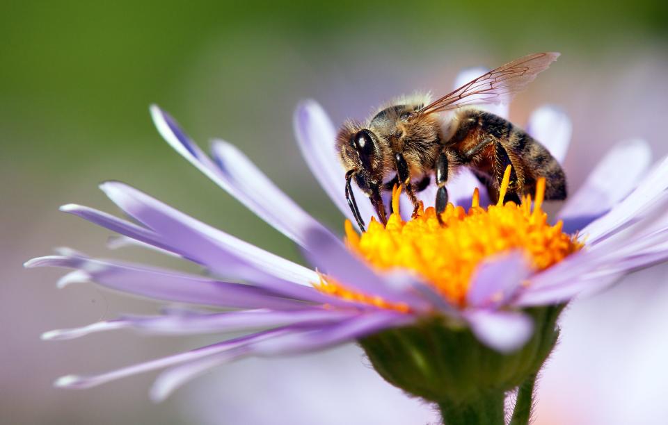 7 Ways Bees Continue To Amaze Us