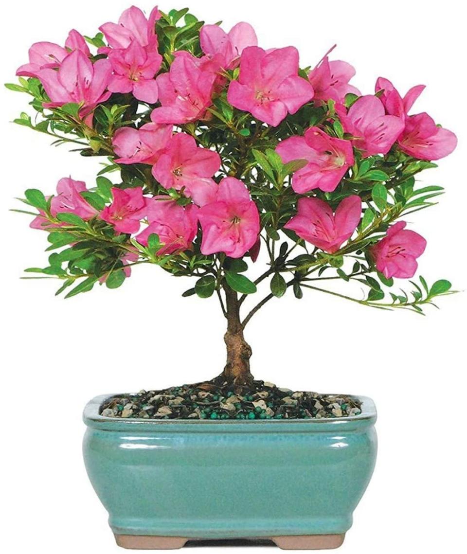 <p>The <span>Brussel's Bonsai Live Satsuki Azalea Bonsai Tree</span> ($23, originally $30) is a stunning centerpiece for a coffee table. This specific species blooms throughout the springtime. It's a 4-year-old tree that is around six to eight inches tall when delivered. You can also shop other species as well. </p>