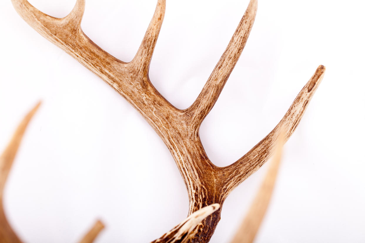 Deer antlers against white background