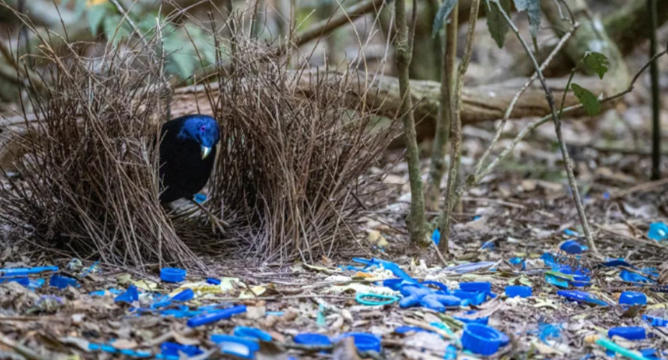 A male bowerbird with blue items, mostly plastic, in its bower.