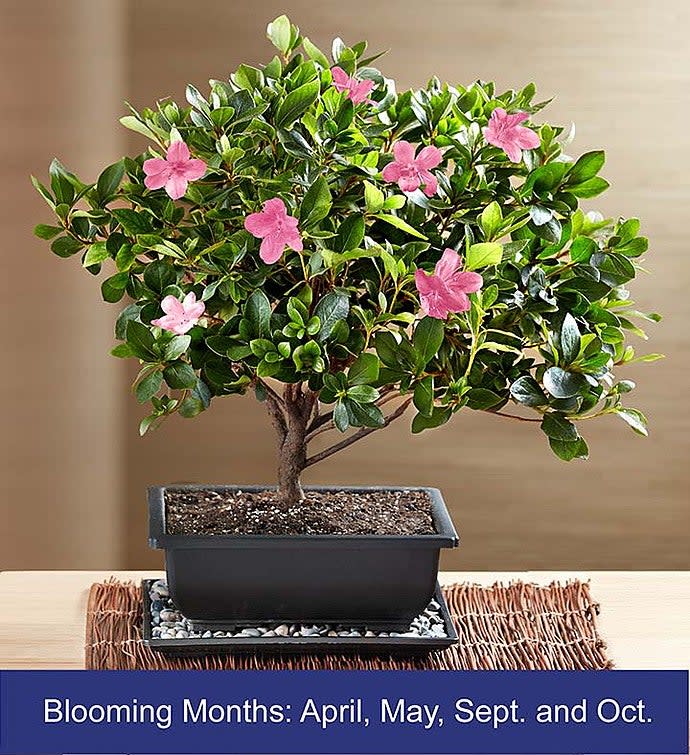 Azalea Bonsai