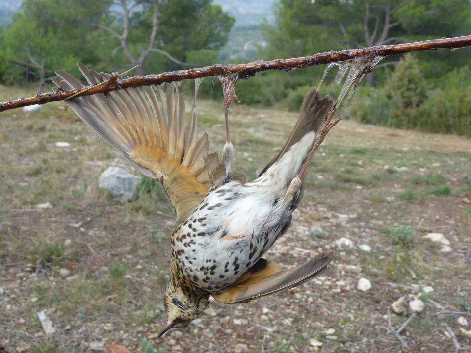 Un oiseau chassé à la glu  - Ligue de protection des oiseaux