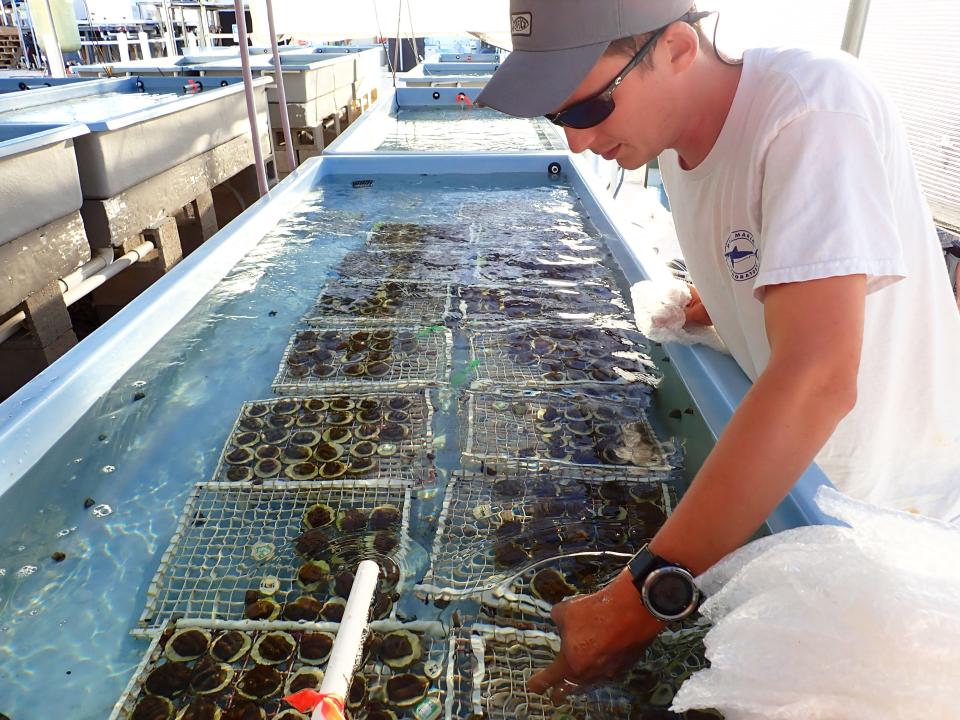 Dakotah Merck is the onsite Coral Restoration Inventory Manager/Coral Restoration biologist at Mote’s Elizabeth Moore International Center for Coral Reef Research and Restoration, works with heat-stressed coral that was returned from Sarasota to Summerland Key, enroute to being placed back in Mote’s field nurseries.