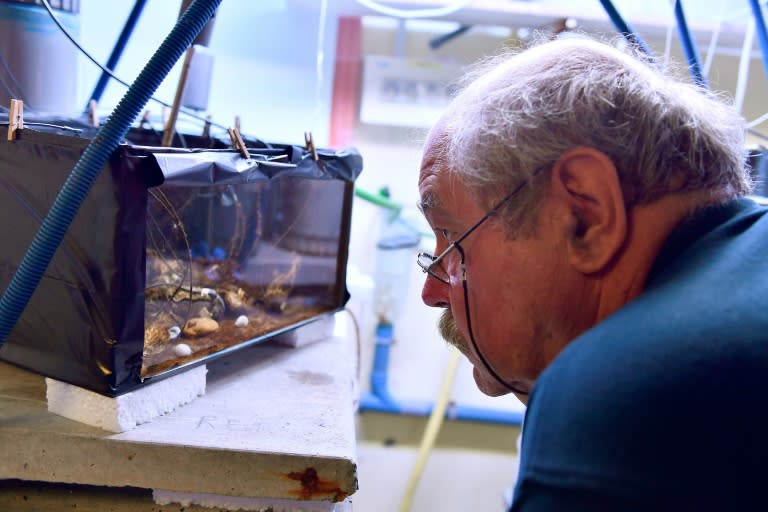 Jean-Charles Massabuau observing oysters attached to electrodes in a specially built tank at his lab in Arcachon, southwest France